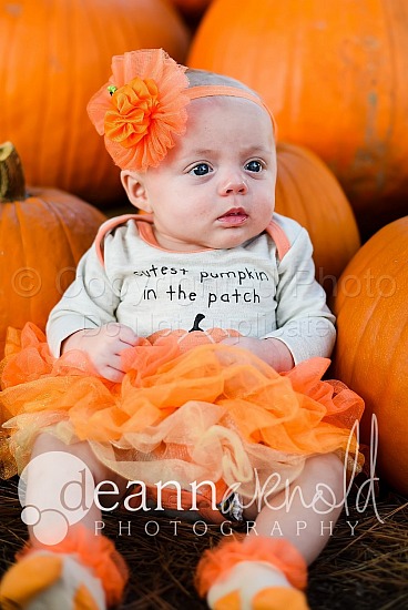 Pumpkin Patch-Scotto